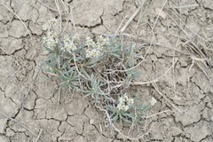 Eriogonum lonchophyllum