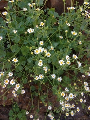 Amauria rotundifolia