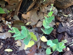 Matelea cynanchoides