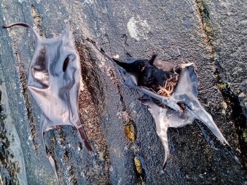 Spotted Skate, The Brae, Groomsport, Bangor BT19 6JN, UK, photo 10 of 10