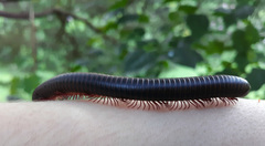 Narceus americanus