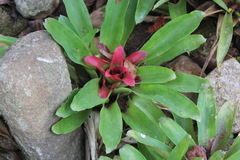 Nidularium innocentii