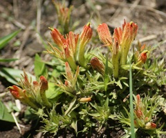 Castilleja moranensis