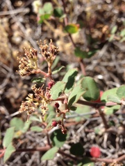 Euphorbia tomentulosa