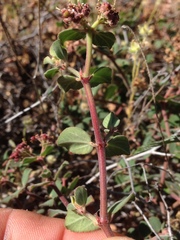 Euphorbia tomentulosa