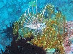 Pterois volitans