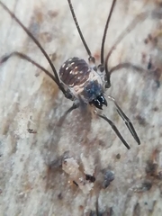 Mitostoma chrysomelas