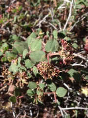 Euphorbia tomentulosa