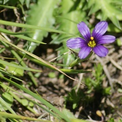 Sisyrinchium scabrum