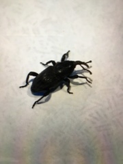 Cosmopolites sordidus