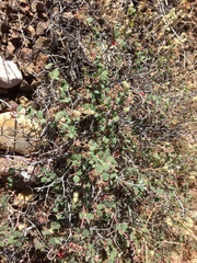 Euphorbia tomentulosa