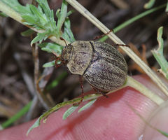 Phyllophaga lanceolata
