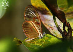 Athesis clearista