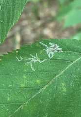 Caloptilia ostryaeella