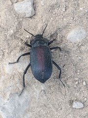 Eleodes suturalis