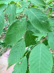 Caloptilia ostryaeella