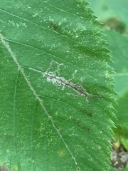 Caloptilia ostryaeella