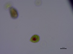 Haematococcus lacustris