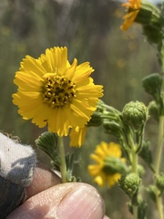 Deinandra floribunda