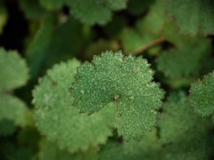 Hydrocotyle moschata moschata