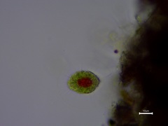 Haematococcus lacustris