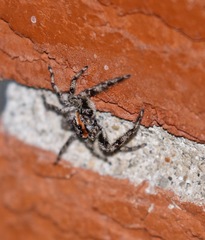 Platycryptus undatus