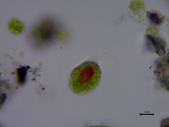 Haematococcus lacustris