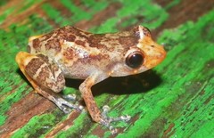Diasporus