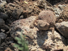 Phrynosoma ditmarsi