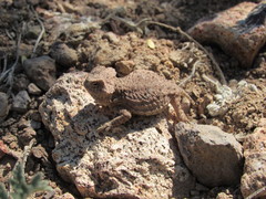 Phrynosoma ditmarsi