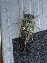 Neotibicen latifasciatus