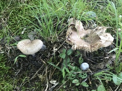 Russula eccentrica