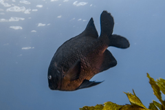 Parma alboscapularis