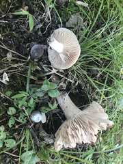 Russula eccentrica