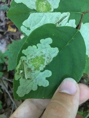 Leucanthiza dircella