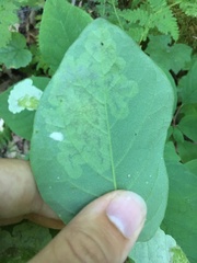 Leucanthiza dircella