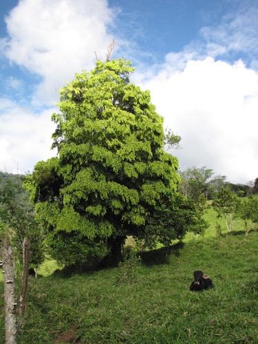 Cordia megalantha - Whole tree
