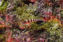 Notoclinops segmentatus
