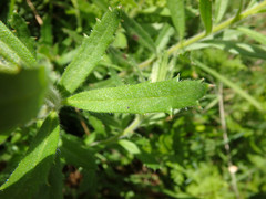 Gonocarpus elatus