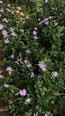 Senecio glastifolius