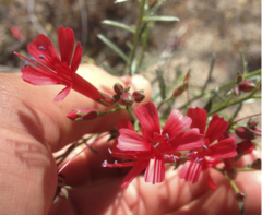 Ipomopsis tenuifolia