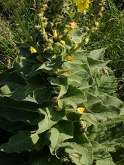 Verbascum densiflorum