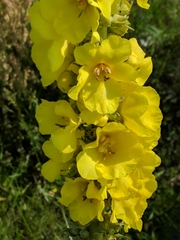 Verbascum densiflorum