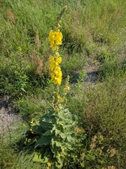 Verbascum densiflorum