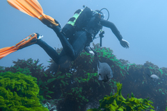 Parma alboscapularis