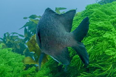 Parma alboscapularis