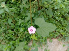 Ipomoea triloba