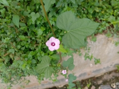Ipomoea triloba