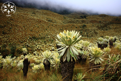 Espeletia pycnophylla