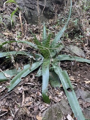 Aloe dyeri